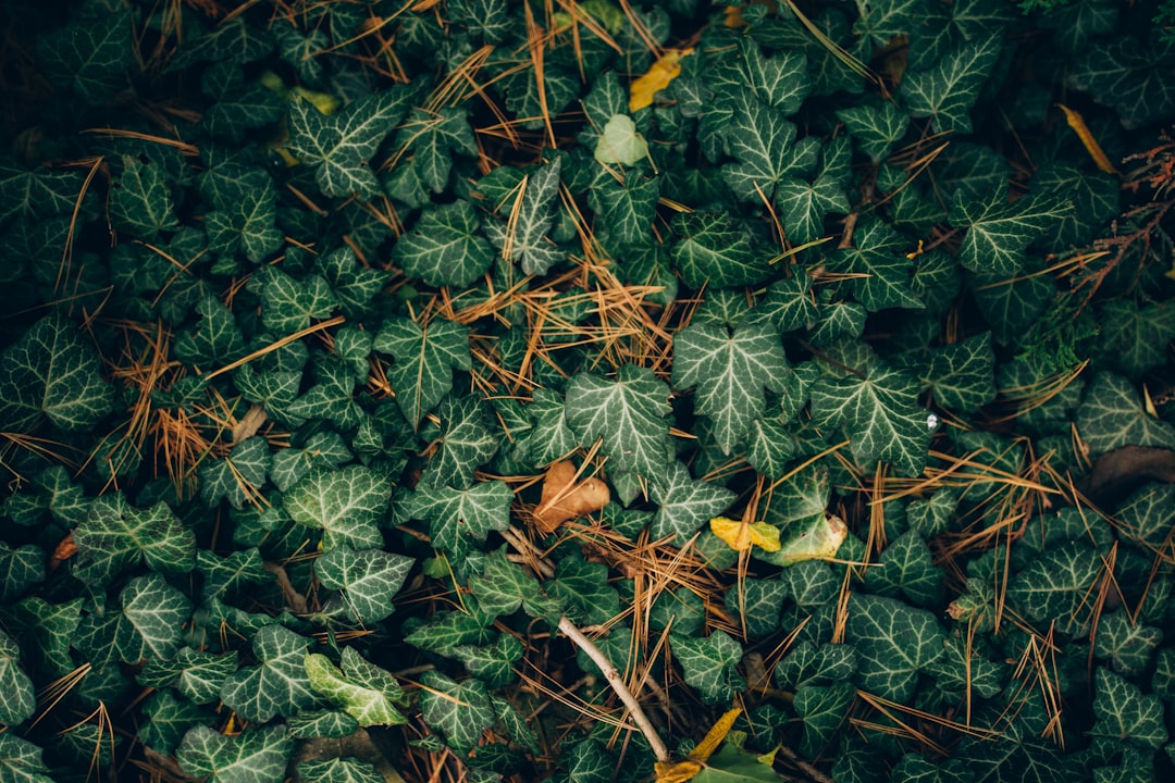 low-angle photography of green leafed plants