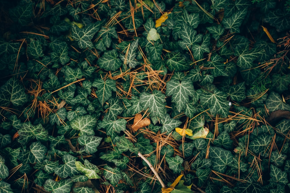 low-angle photography of green leafed plants