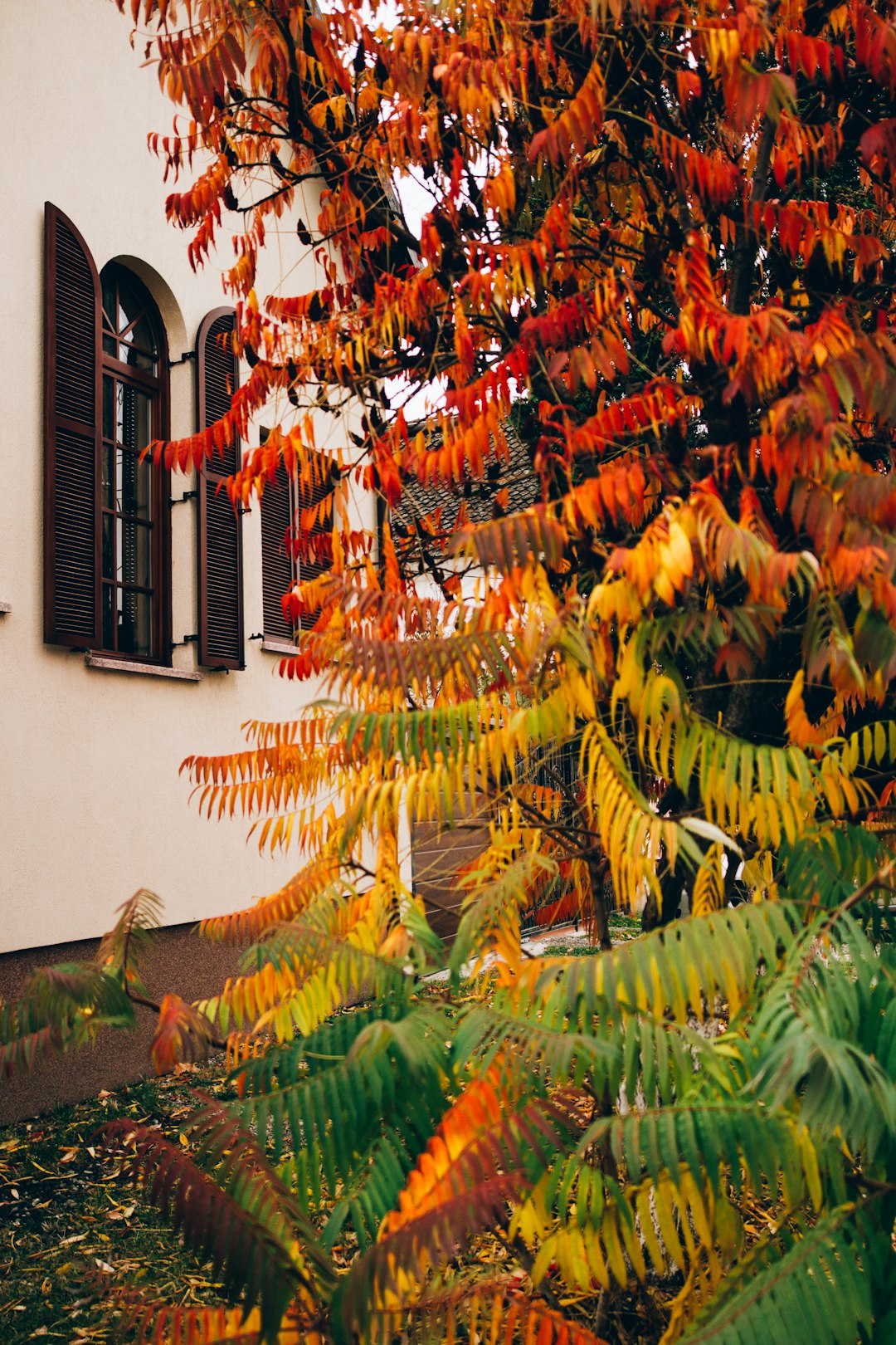 brown leaves on white concrete wall