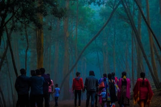people walking in forest