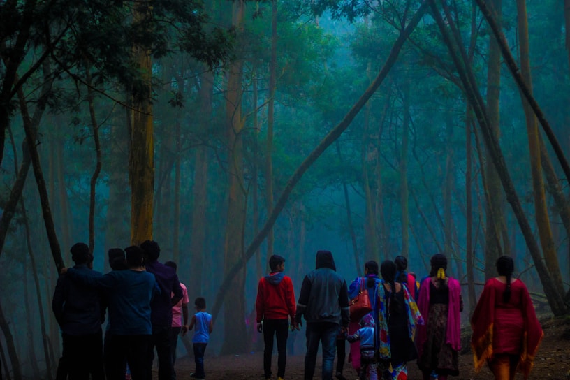 people walking in forest
