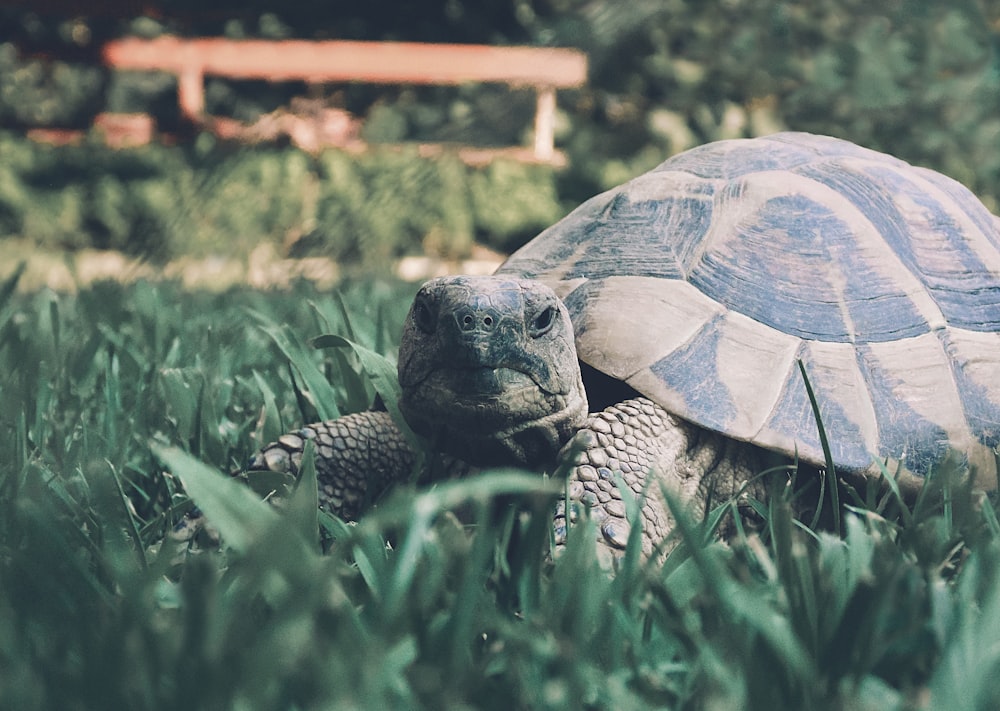 brown turtle on green grass during daytime