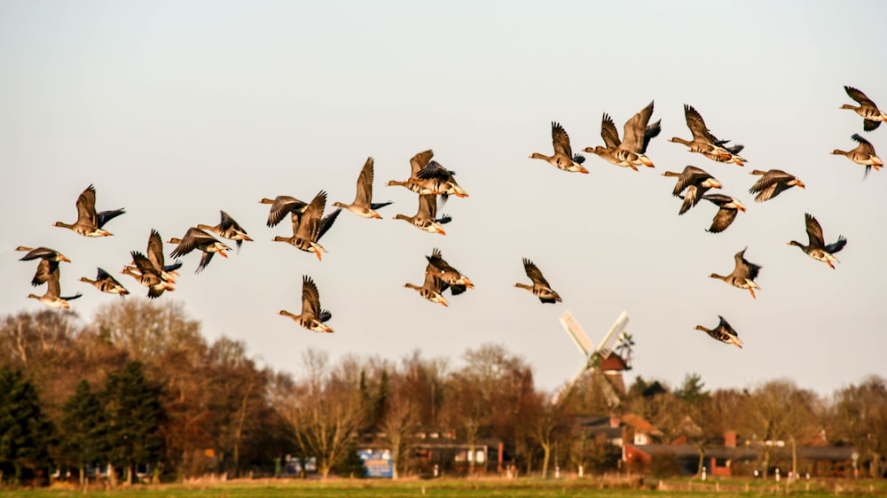 Fotografía de vida silvestre de aves negras y marrones volando