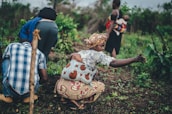 Several people are engaged in agricultural activities in a lush, green setting. A woman, with a baby strapped to her back, appears to be pointing or reaching out, while others around her tend to the plants.
