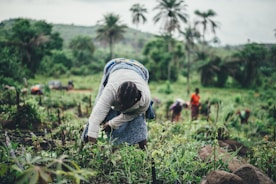 A person is seen working in a lush, green field, bending down to tend to the plants. In the background, several other individuals are similarly occupied, dressed in colorful attire. Tall palm trees and a hilly landscape provide a scenic backdrop.