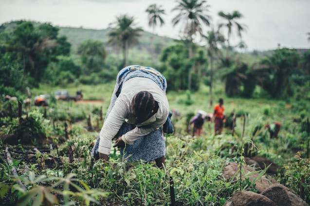 A person is seen working in a lush, green field, bending down to tend to the plants. In the background, several other individuals are similarly occupied, dressed in colorful attire. Tall palm trees and a hilly landscape provide a scenic backdrop.