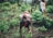 A person is bending down to tend to plants in a lush, green agricultural setting, with a child strapped to their back. Another individual is standing nearby, observing the scene. The environment is dense with vegetation, conveying a sense of active farming or gardening.
