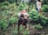 A person is bending down to tend to plants in a lush, green agricultural setting, with a child strapped to their back. Another individual is standing nearby, observing the scene. The environment is dense with vegetation, conveying a sense of active farming or gardening.