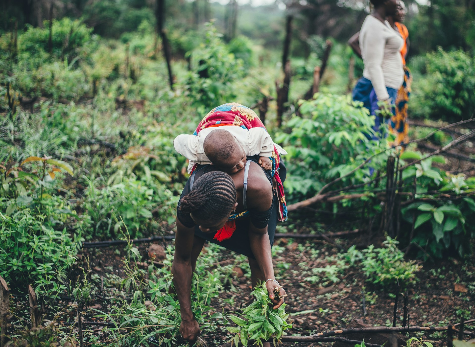 woman carrying a kid while picking plants