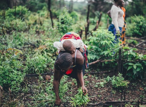 A person is bending down to tend to plants in a lush, green agricultural setting, with a child strapped to their back. Another individual is standing nearby, observing the scene. The environment is dense with vegetation, conveying a sense of active farming or gardening.