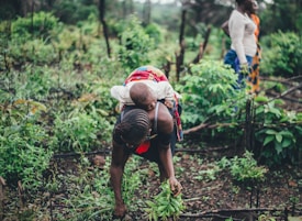 A person is bending down to tend to plants in a lush, green agricultural setting, with a child strapped to their back. Another individual is standing nearby, observing the scene. The environment is dense with vegetation, conveying a sense of active farming or gardening.