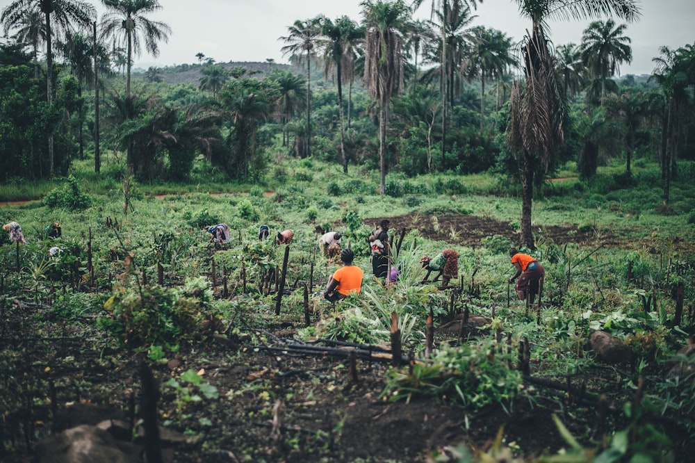 Gente plantando cerca de los cocoteros
