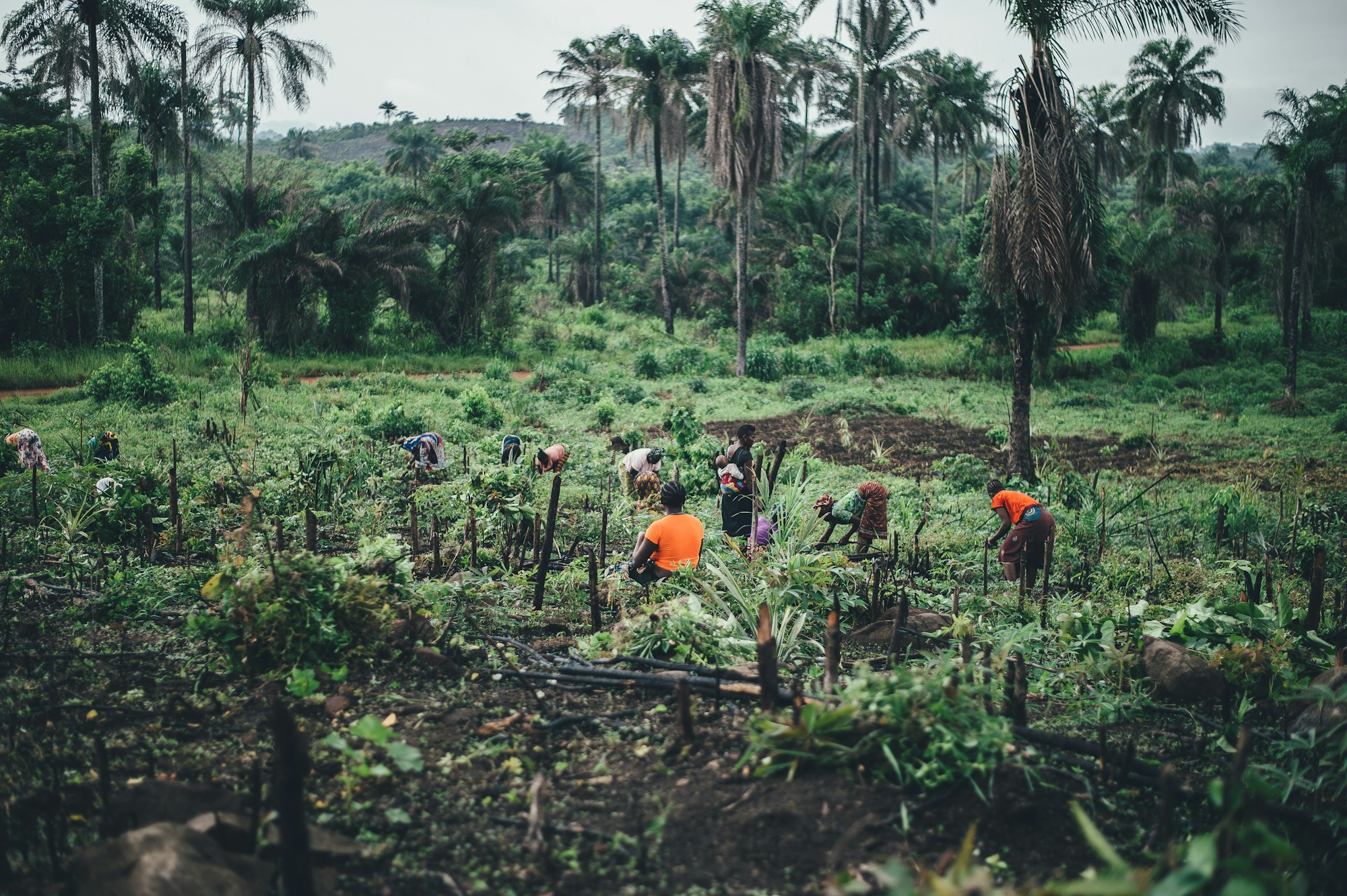 Discover Sierra Leone: A Traveler's Guide