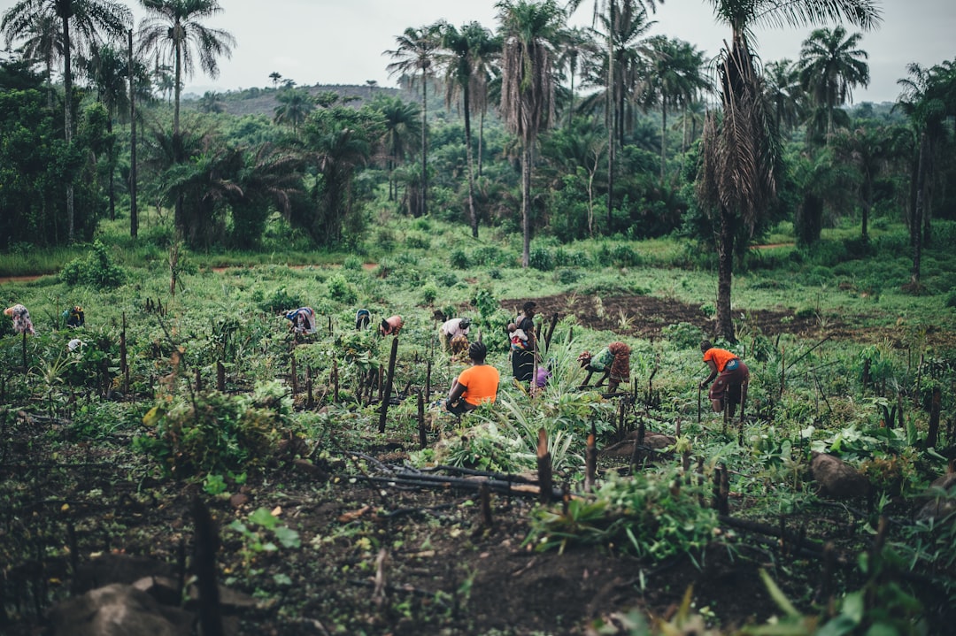 people planting near coconut trees, Cassava farming in Sierra Leone