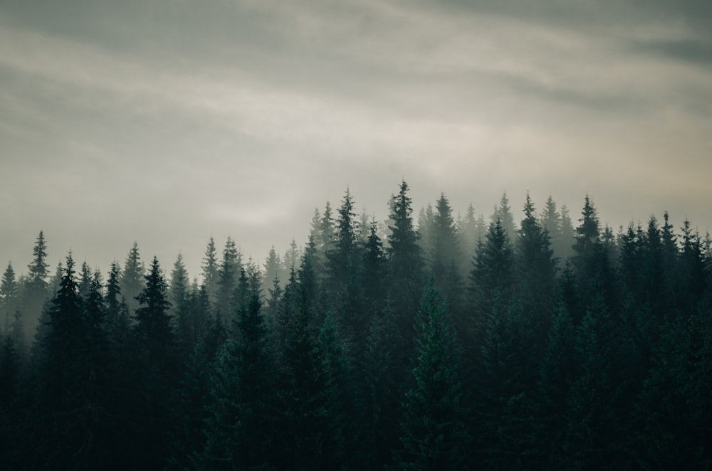 pine trees covered with fog