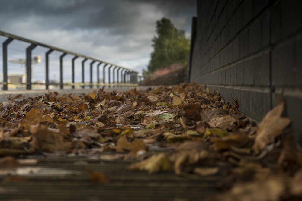 Flachfokusfotografie von getrockneten Blättern auf dem Boden