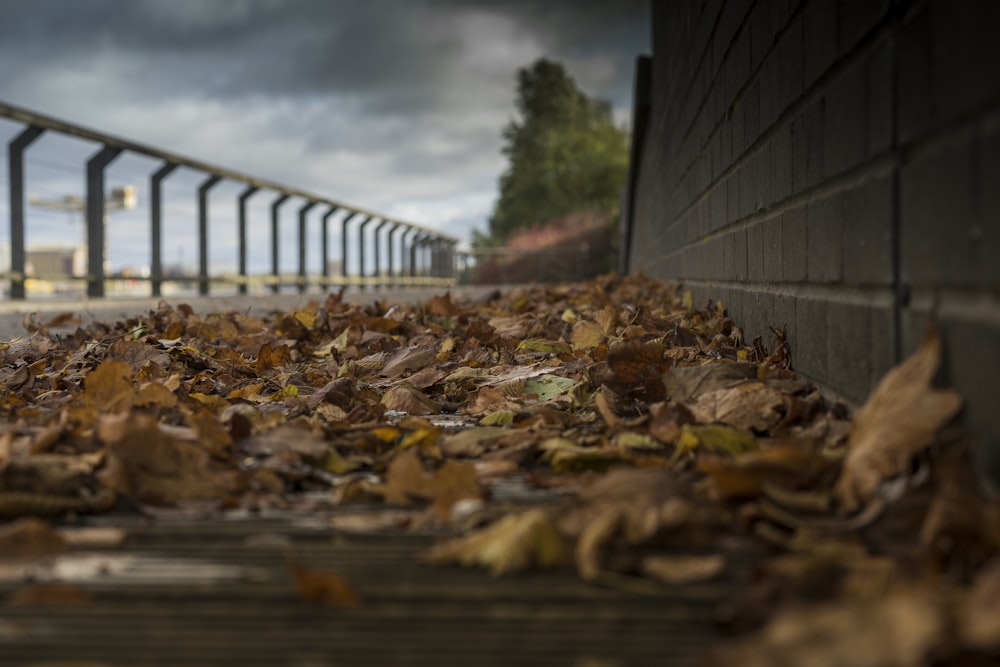 Photographie à mise au point superficielle de feuilles séchées sur le sol