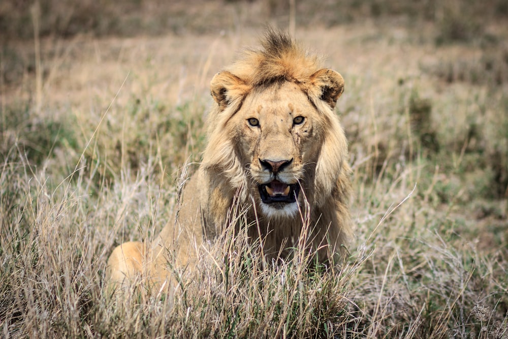Fotografia de foco raso de leão na vida selvagem