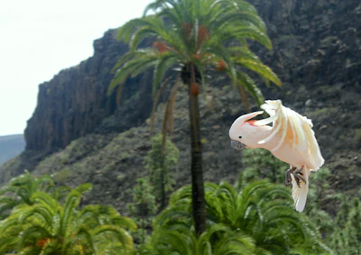 A pink cockatoos taking flight over a wildflower meadow in the Australian bush.