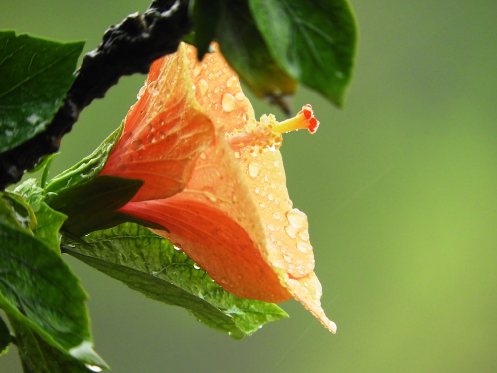 오렌지 꽃잎 꽃의 근접 촬영 사진
