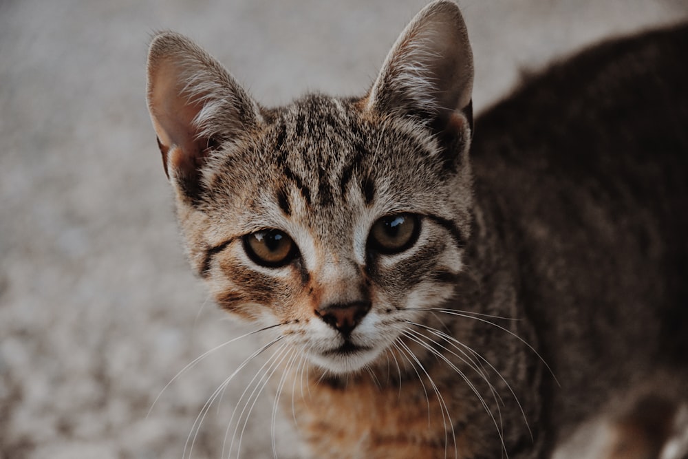 brown tabby cat