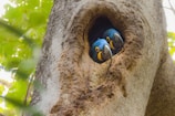 two small-beaked blue bird in tree trunk