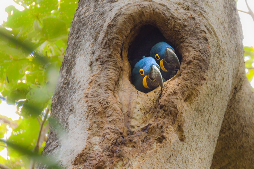 deux oiseaux bleus à petit bec dans le tronc d’arbre