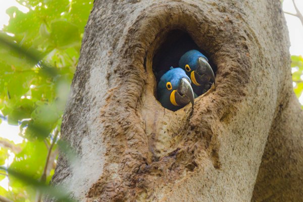 A pair of hyacinth macaws in their nest hole — Pantanal, Brazil