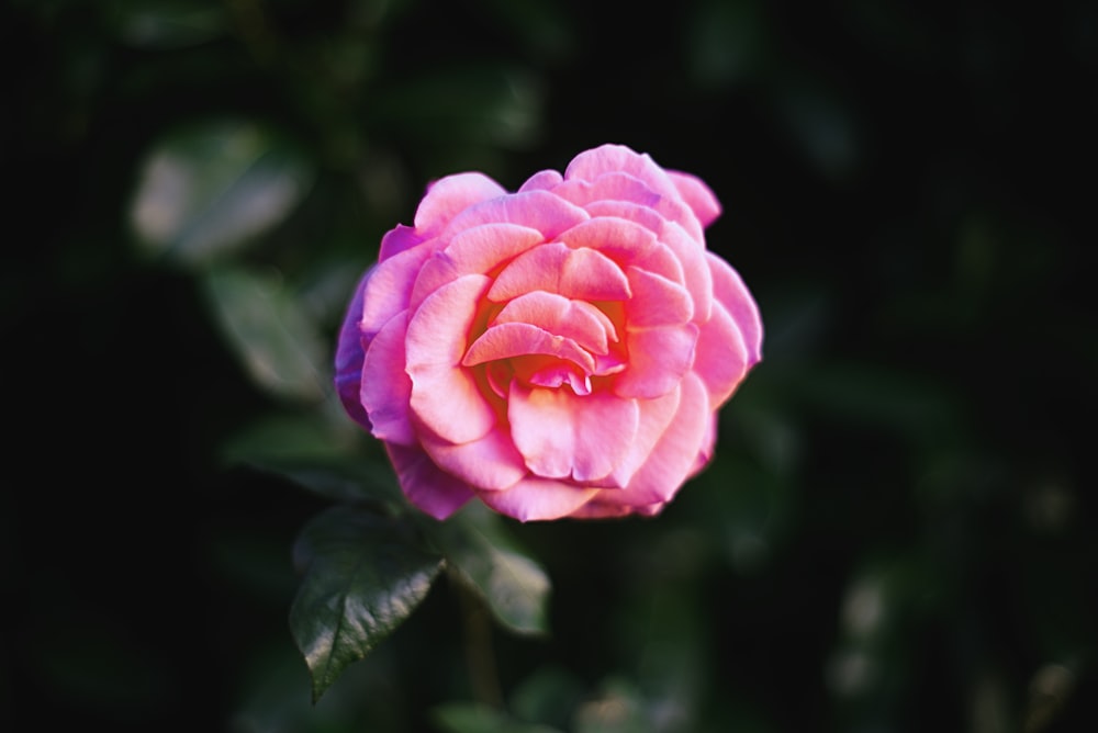 pink rose