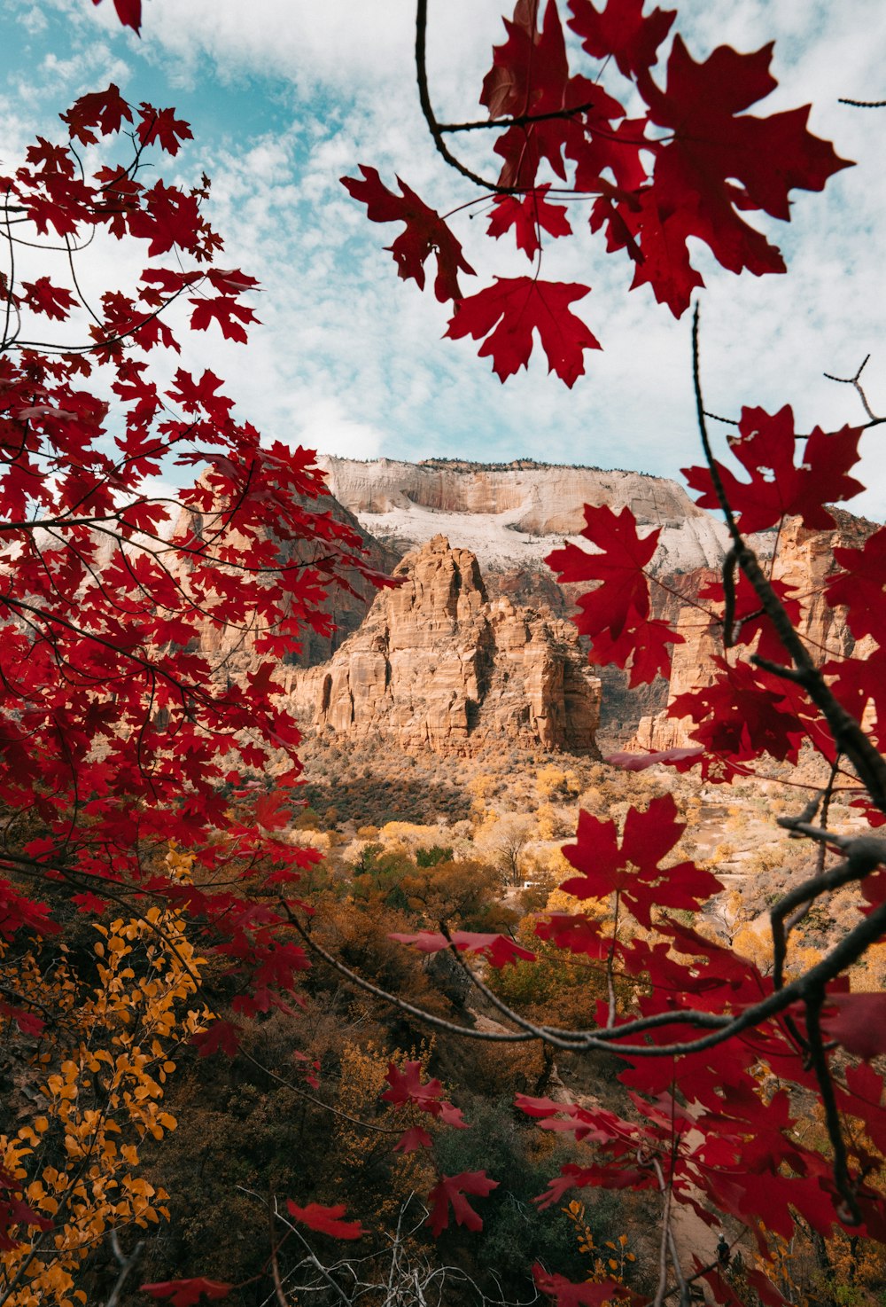 red maple leaves at daytime