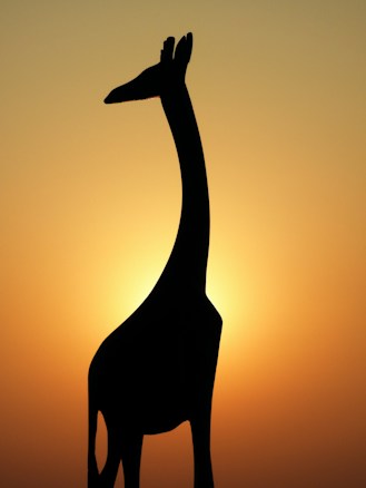 A silhouette of a giraffe standing against a vibrant sunset with the sun creating a halo around the figure. The sky is painted with shades of orange and yellow, emphasizing the serene and tranquil atmosphere.