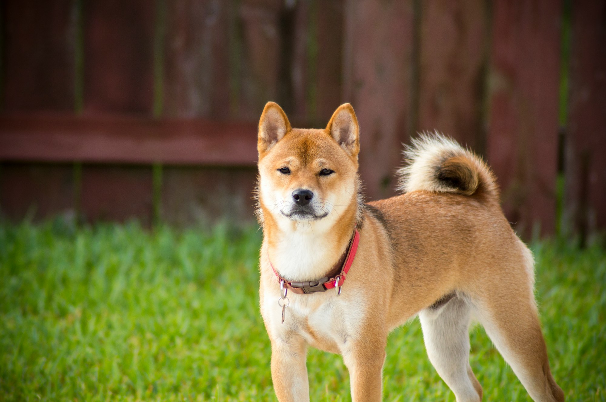 shallow focus photography of brown Shiba Inu dog