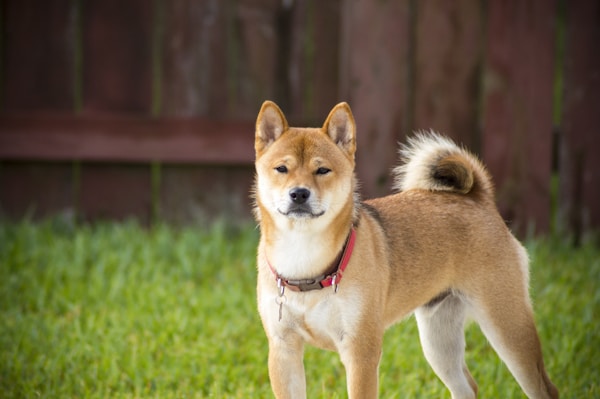 What to See in Akita: A Practical Travel Guide