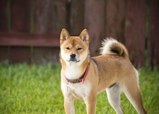 shallow focus photography of brown dog