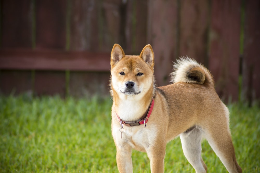 Fotografía de enfoque superficial de perro marrón