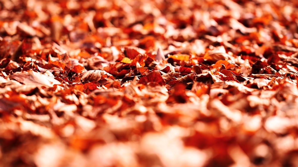 brown dried leaves