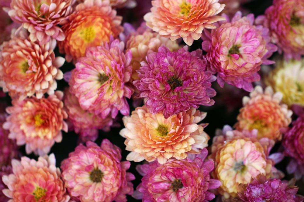 Foto de flor de pétalos rosas
