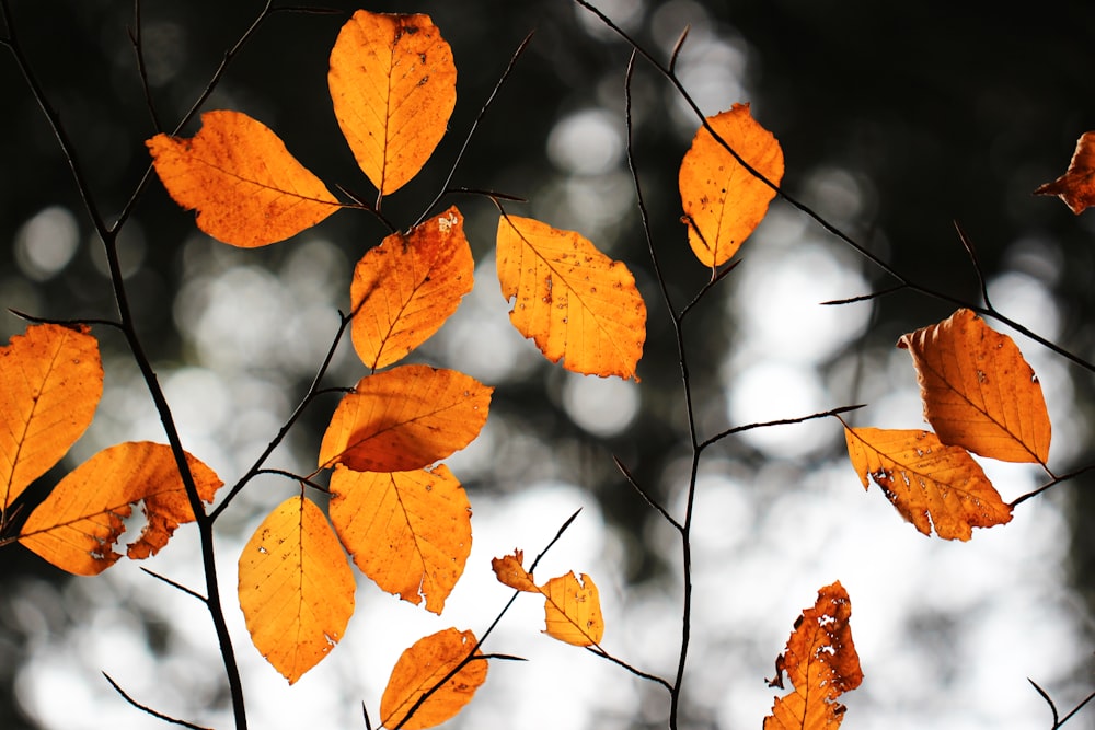 shallow focus photography of dried leaves