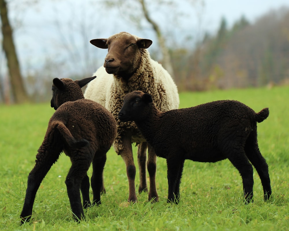 three lambs