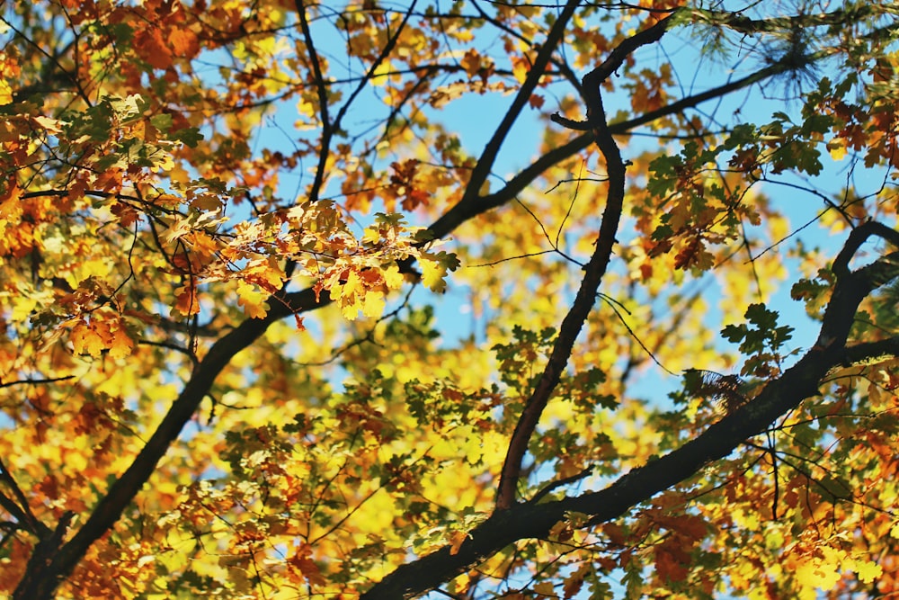 shallow focus photography of green leafed tree