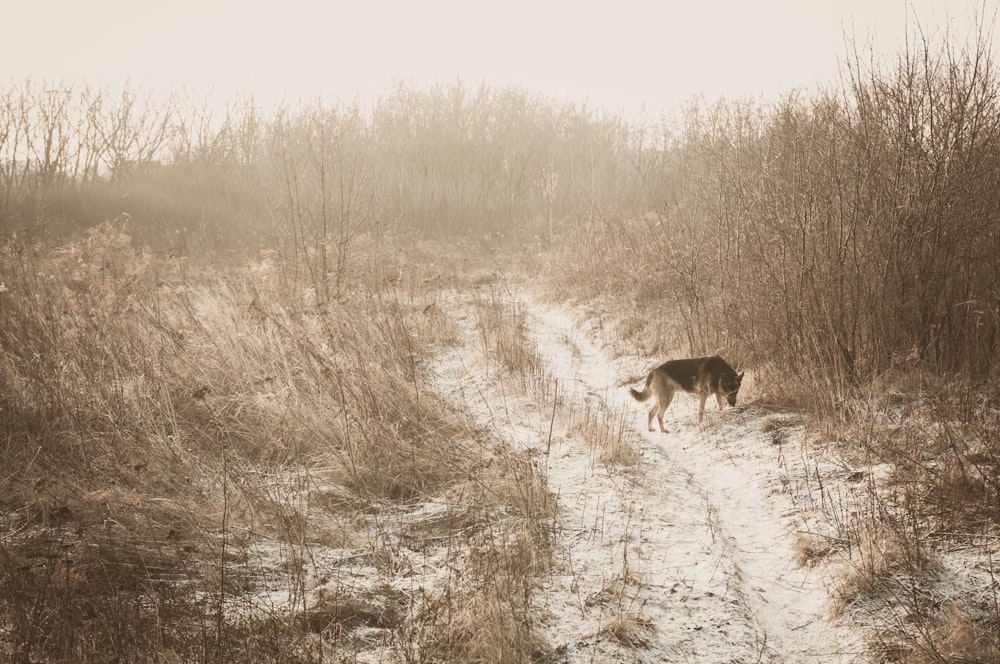 German shepherd standing on snow field surrounded by brown grass