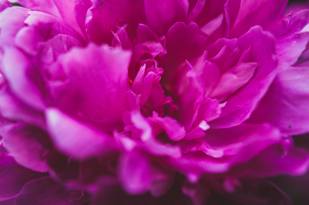 Fotografía de primer plano de la flor rosa