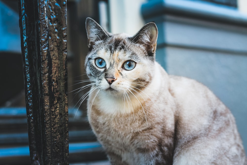 selective focus photography of brown cat