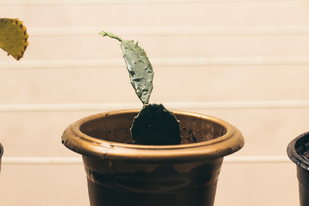 photo of prickly pear plant