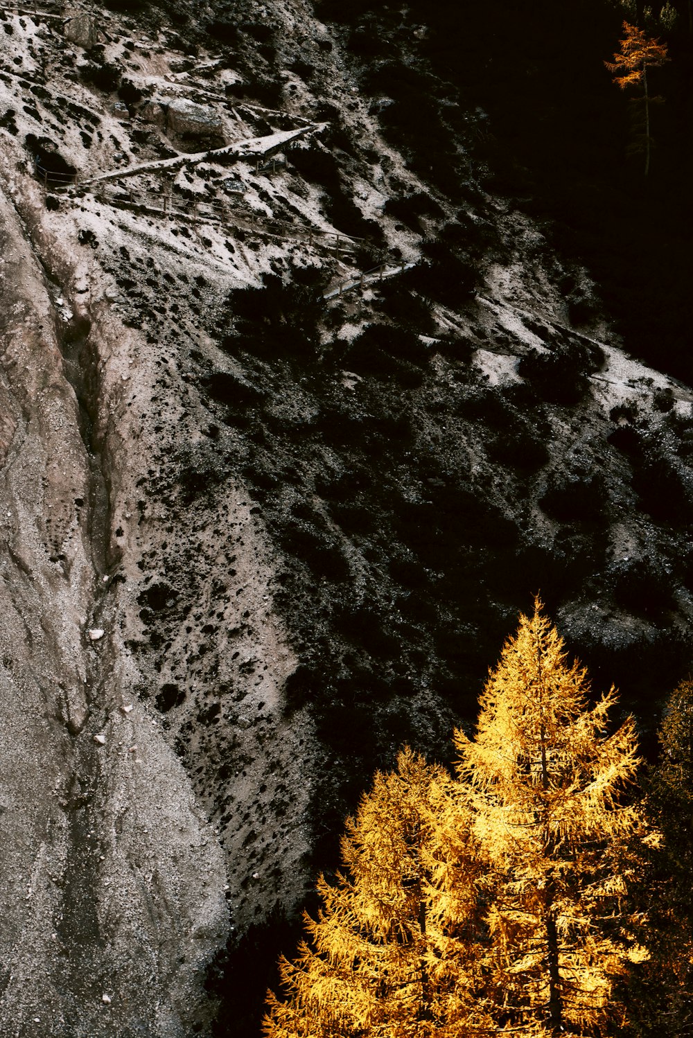 arbre à feuilles brunes à côté de la montagne