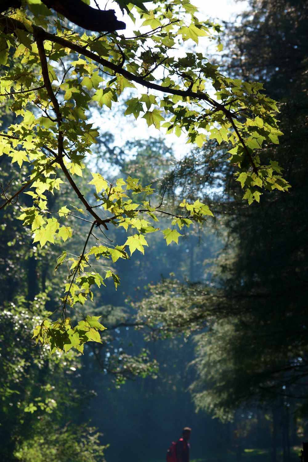 Fotografía de ángulo bajo de árbol de hoja verde