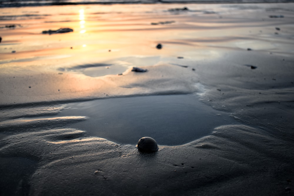 closeup photo of seashore