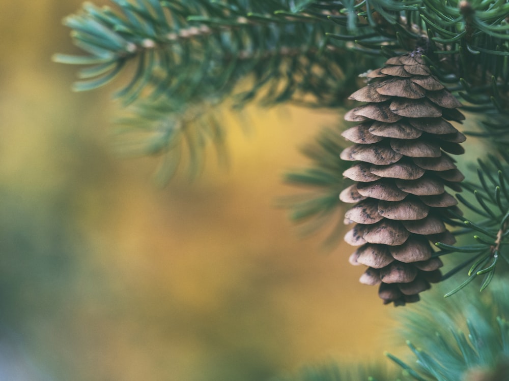 selective focus of pine cone