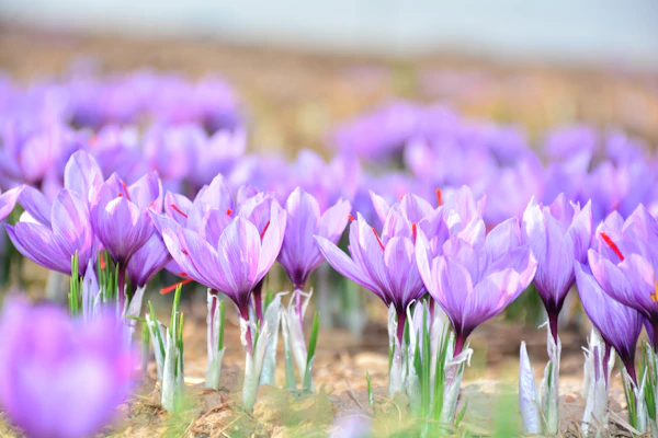 Loose saffron threads