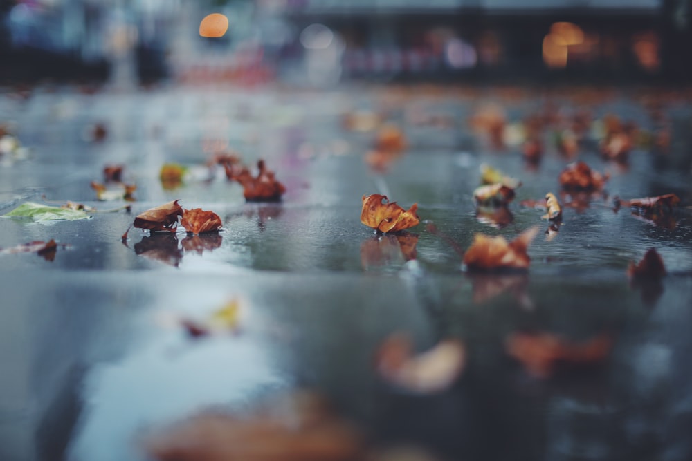 withered leaf on concrete slab